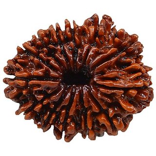                       Brown 13 Face/Mukhi Real Rudraksha Beads With Certificate By CEYLONMINE                                              