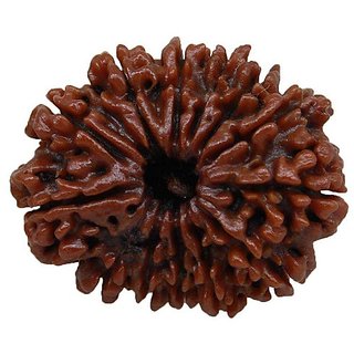                       Brown Thirteen Facemukhi Real 13 Mukhi Rudraksha Beads With Certificate By                                              