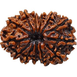 13 Mukhi Rudraksha With Certificate For Authenticity/13 Mukhi Real Rudraksha By CEYLONMINE 13 Mukhi Rudraksha With Certificate For Authenticity/13 Mukhi Real Rudraksha By CEYLONMINE