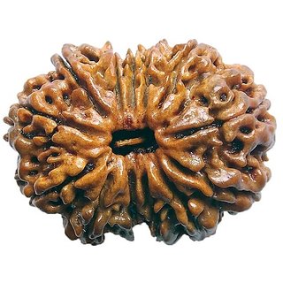 13 Mukhi Natural Rudraksha Beads (Brown) Rudraksha with Certicate By CEYLONMINE 13 Mukhi Natural Rudraksha Beads (Brown) Rudraksha with Certicate By CEYLONMINE