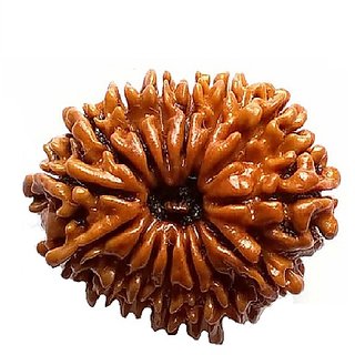 Brown 15 Mukhi/Face Rudraksha For Men Original & Certified Rudraksha Beads By CEYLONMINE Brown 15 Mukhi/Face Rudraksha For Men Original & Certified Rudraksha Beads By CEYLONMINE