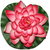 Divya Lotus Flower, Dry Flower , Floating Flower , Attractive Beautiful Lotus Flower