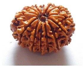 14 Mukhi Rudraksha With Certificate For Authenticity/14 Mukhi Real Rudraksha by CEYLONMINE