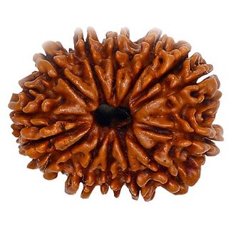Natural 14 Mukhi Rudraksha Beads Real Shiv Shakti Beads For Natural 14 Mukhi Rudraksha Beads Real Shiv Shakti Beads For