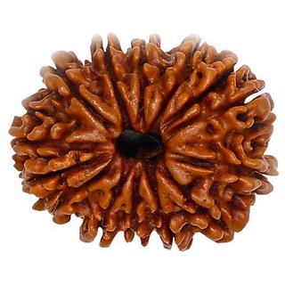                       Brown 14 Facemukhi Real Rudraksha Beads With Certificate By Ceylonmine                                              