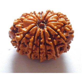                       Lab Certified 14 Mukhi Rudraksha Beads Original & Natural 14 Face Moksha Beads by CEYLONMINE                                              