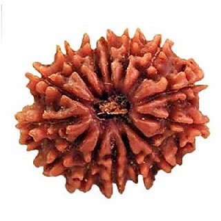                       14 Face Rudraksha For Men & Women Original & Certified 14 Mukhi Rudraksha Beads by CEYLONMINE                                              