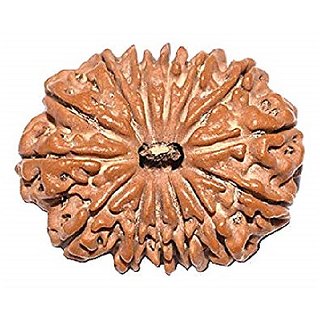 Brown 14 Face/Mukhi Real Rudraksha Beads With Certificate by CEYLONMINE Brown 14 Face/Mukhi Real Rudraksha Beads With Certificate by CEYLONMINE