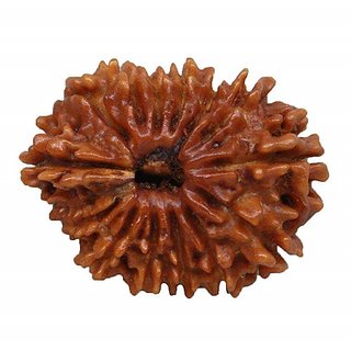                       Lab Certified 14 Mukhi Rudraksha Beads Original & Natural 14 Face Moksha Beads by CEYLONMINE                                              