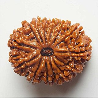 14 Mukhi Rudraksha Beads Natural 14 Face Moksha Bea. 14 Mukhi Rudraksha Beads Natural 14 Face Moksha Bea.