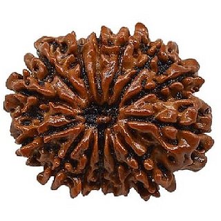 14 Mukhi Rudraksha/Twelve Face Rudraksha With Certificate by CEYLONMINE. 14 Mukhi Rudraksha/Twelve Face Rudraksha With Certificate by CEYLONMINE.