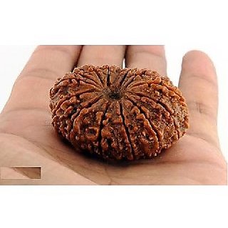 14 Mukhiface Rudraksha Beads For Unisex By Ceylonmine. 14 Mukhiface Rudraksha Beads For Unisex By Ceylonmine.
