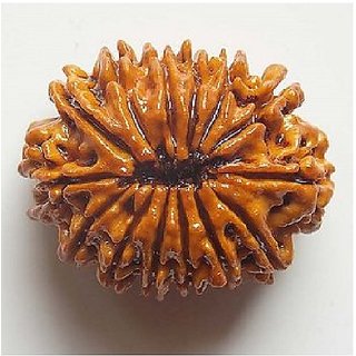 Natural 14 Mukhi Rudraksha Beads Lab Certified & Real Shiv Shakti Beads For Unisex by CEYLONMINE Natural 14 Mukhi Rudraksha Beads Lab Certified & Real Shiv Shakti Beads For Unisex by CEYLONMINE