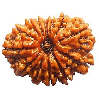                       14 Face Rudraksha For Men  Women Original  Certified 14 Mukhi Rudraksha Beads by CEYLONMINE.                                              