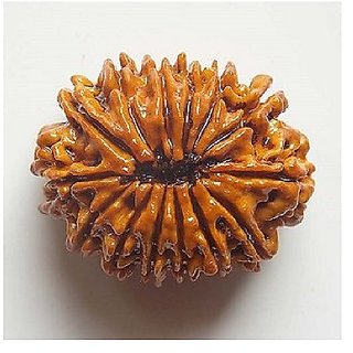                       Natural 14 Mukhi Rudraksha Beads Real Shiv Shakti Beads For                                              