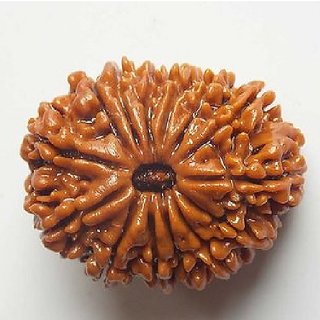 Brown 14 Face/Mukhi Real Rudraksha Beads With Certificate by CEYLONMINE Brown 14 Face/Mukhi Real Rudraksha Beads With Certificate by CEYLONMINE
