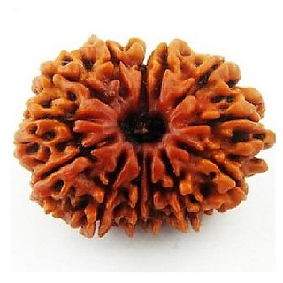 14 Mukhi Natural Rudraksha Beads (Brown) Rudraksha with Certicate by CEYLONMINE 14 Mukhi Natural Rudraksha Beads (Brown) Rudraksha with Certicate by CEYLONMINE