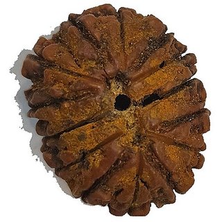 Natural 14 Mukhi Rudraksha Beads Lab Certified & Real Shiv Shakti Beads For Unisex by CEYLONMINE Natural 14 Mukhi Rudraksha Beads Lab Certified & Real Shiv Shakti Beads For Unisex by CEYLONMINE