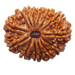                       Brown Thirteen Facemukhi Real 14 Mukhi Rudraksha Beads With Certificate By                                              