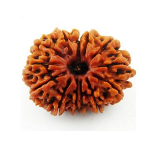                       14 Mukhi Rudraksha Beads Natural Thirteen Face Moks.                                              
