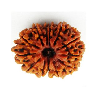14 Mukhi Natural Rudraksha Beads (Brown) Rudraksha with Certicate by CEYLONMINE. 14 Mukhi Natural Rudraksha Beads (Brown) Rudraksha with Certicate by CEYLONMINE.