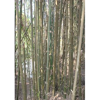                       Live Giant Bamboo Plant, Nursery Plant Sapling, Indian Thorny Bamboo for Indoor or Outdoor                                              