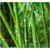 Live Giant Bamboo Plant, Nursery Plant Sapling, Indian Thorny Bamboo for Indoor or Outdoor