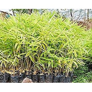                       Live Thorny Bamboo Plant, Nursery Plant Sapling for Indoor or Outdoor                                              