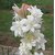 Rajnighandha white or Tuberose Flower Seeds pack of 10