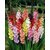 Garden Gladiolus Mix Flower seeds
