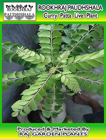 ROOKHRAJ PAUDHSHALA Sweet neem, Curry Leaves Live Plant