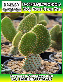 ROOKHRAJ PAUDHSHALA Bunny's Ear Cactus - Opuntia Microdasys Outdoor Cacti  Succulent Plant