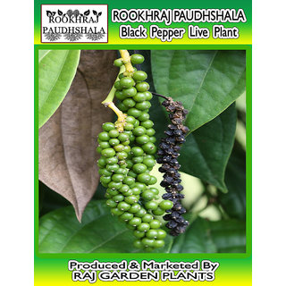 Buy Rookhraj Paudhshala Kalimirch Live Plant Black Pepper Plant Online 506 From Shopclues