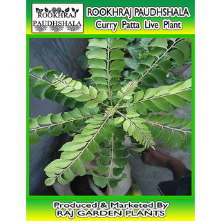 ROOKHRAJ PAUDHSHALA Sweet neem, Curry Leaves Live Plant