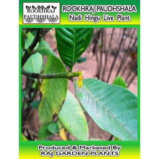 ROOKHRAJ PAUDHSHALA Nadi Hingu Live Plant, Gardenia gummifera , Herbal Nadi Hingu Plant, Outdoor Herbs