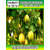 ROOKHRAJ PAUDHSHALA Bel Patra Live Plant, Aegle marmelos, Bilva Patra Outdoor Fruit  Fruit Plant