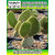 ROOKHRAJ PAUDHSHALA Bunny's Ear Cactus - Opuntia Microdasys Outdoor Cacti  Succulent Plant