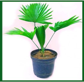 ROOKHRAJ PAUDHSHALA China Palm Plant, Fountain Palm, Chinese Fan Palm Live Plant, Livistona chinensis