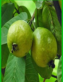 ROOKHRAJ PAUDHSHALA Guava Grafted Live Plant, Amrood, Amrut Phala, Jamphal