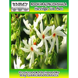 Buy Rookhraj Paudhshala Live Coral Jasmine Night Flowering Parijat Plant Online Get 49 Off