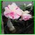 ROOKHRAJ PAUDHSHALA Adenium Grafted Rimjhim Flower Live Plant