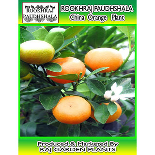 ROOKHRAJ PAUDHSHALA Chinese Orange Live Plant Calamondin Orange
