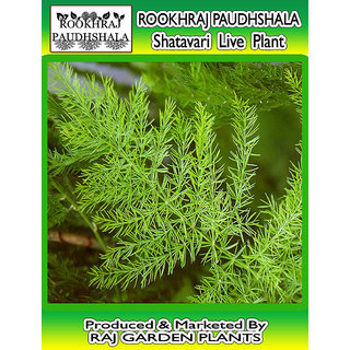 ROOKHRAJ PAUDHSHALA Shatavari, , Asparagus Racemosus, Herbal Medicinal Live Plant, Satavar, Shatamull, Satawari