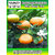 ROOKHRAJ PAUDHSHALA Chinese Orange Live Plant Calamondin Orange