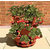 ENORME 300Pcs Fruitful Strawberry Plants Outdoor Strawberry Tree Plants Delicious Organic Fruit Plants Home Garden Plants Courtyard Plant