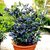 ENORME2 00 Pcs/Pack Blueberry Tree Seeds Rare Fruit Blueberry Seed