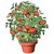ENORME Zahara Tomato Rare  (200 Seeds for Growing) Edible