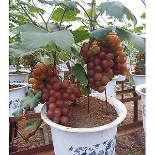 ENORME Giant Red Grapes Seeds, Garden Fruit Plant, Rare and Delicious -200 Seeds Pack