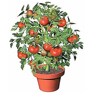 Buy ENORME 200Pcs Seeds Edible Tomato Plants Rare Big DIY ...