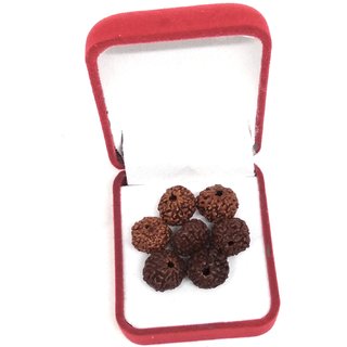 7Mukhi Rudraksha ( 7 Piece) 7Mukhi Rudraksha ( 7 Piece)